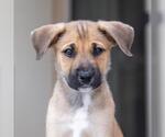 Small #1 Boxer Mix