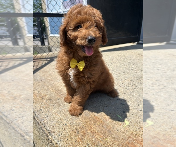 Medium Photo #1 Goldendoodle (Miniature) Puppy For Sale in RANDOLPH, MA, USA