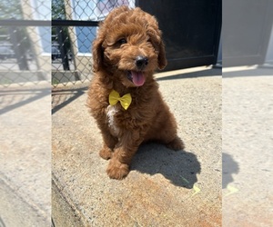 Goldendoodle (Miniature) Puppy for sale in RANDOLPH, MA, USA