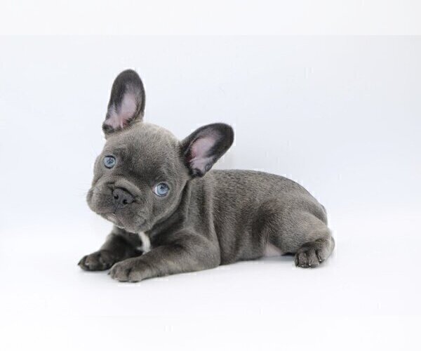 Medium Photo #3 French Bulldog Puppy For Sale in PACIFIC PALISADES, CA, USA