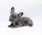 Small Photo #3 French Bulldog Puppy For Sale in PACIFIC PALISADES, CA, USA