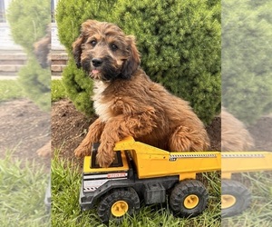 Mini Whoodle (Wheaten Terrier/Miniature Poodle) Puppy for Sale in MIDDLEBURY, Indiana USA