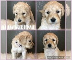 Small Photo #2 Goldendoodle Puppy For Sale in VESTA, MN, USA