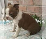 Small #3 Boston Terrier