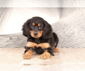 Cavapoo Puppy for sale in WESTPOINT, IN, USA
