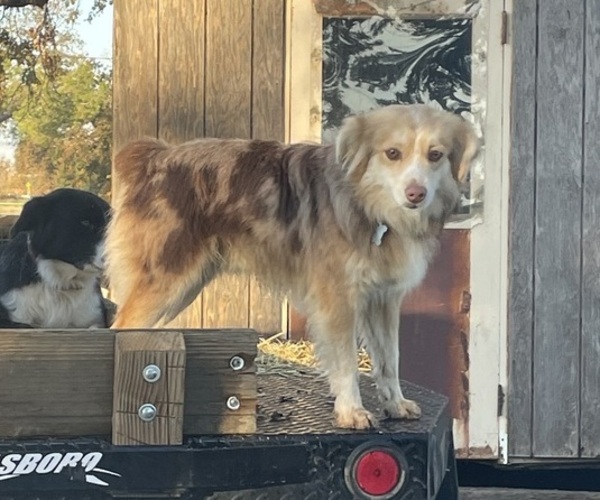 Medium Photo #1 Miniature Australian Shepherd Puppy For Sale in ELK GROVE, CA, USA