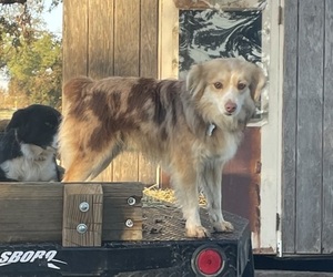 Father of the Miniature Australian Shepherd puppies born on 05/27/2025