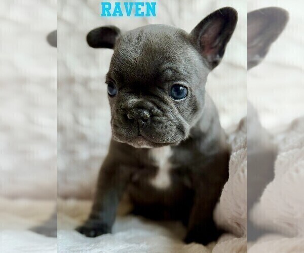 Medium Photo #2 French Bulldog Puppy For Sale in BIGFORK, MT, USA