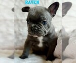 Small #1 French Bulldog