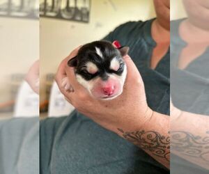 Huskies -Unknown Mix Dogs for adoption in Calgary, Alberta, Canada