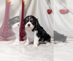 Small #9 Cavalier King Charles Spaniel
