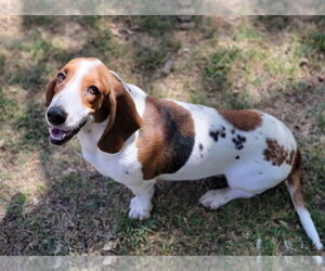 Basset Hound-Unknown Mix Dogs for adoption in Grafton, WI, USA