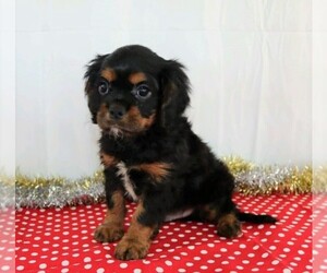 Cavalier King Charles Spaniel Puppy for sale in FREDERICKSBG, OH, USA