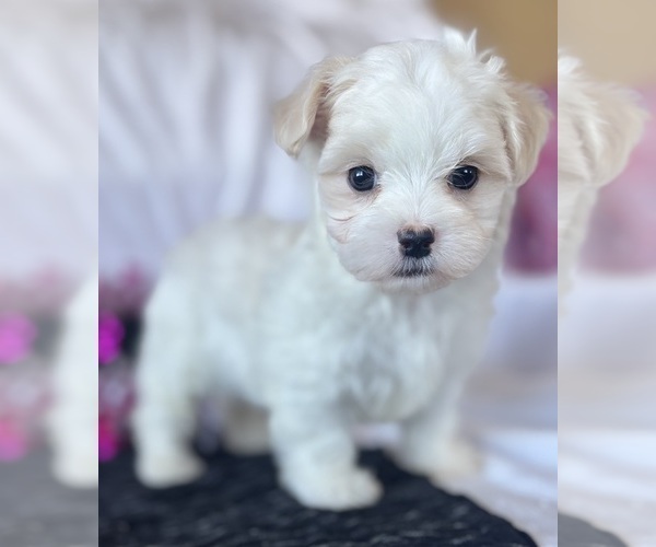 Medium Photo #4 Maltese Puppy For Sale in ROCK STREAM, NY, USA