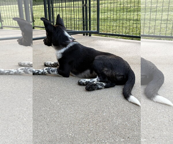 Medium Photo #5 Mutt Puppy For Sale in Garden City, NY, USA