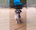Small #2 Shih Tzu Mix