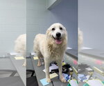 Small #7 Great Pyrenees