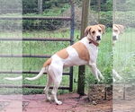 Small #14 American Pit Bull Terrier-Treeing Walker Coonhound Mix