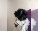 Puppy Rowdy Schnauzer (Miniature)