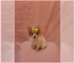 Small #1 Pomeranian