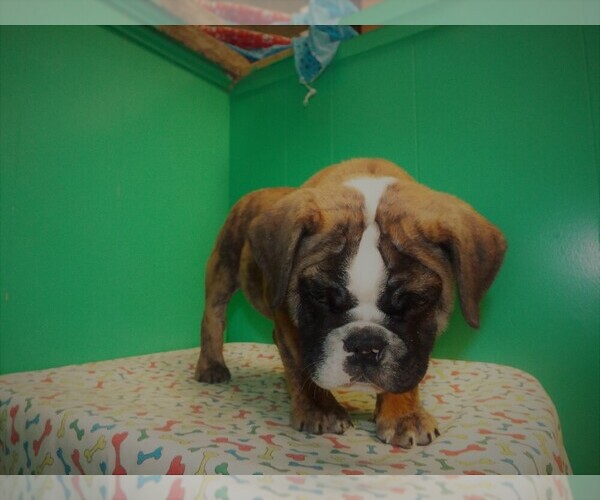 Medium Photo #2 Beabull Puppy For Sale in PATERSON, NJ, USA