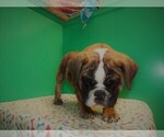 Small Photo #2 Beabull Puppy For Sale in PATERSON, NJ, USA
