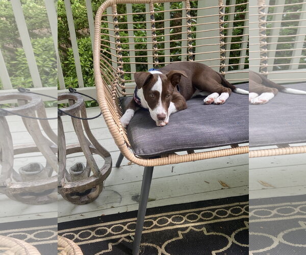 Medium Photo #2 Unknown-Whippet Mix Puppy For Sale in Ball Ground, GA, USA