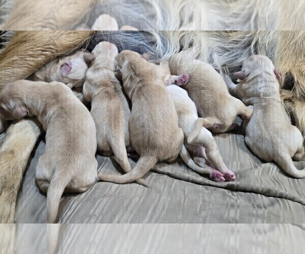 Medium Photo #6 Golden Retriever Puppy For Sale in PRINCEVILLE, IL, USA