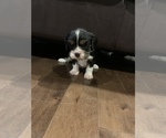 Small Photo #2 Cavalier King Charles Spaniel Puppy For Sale in SAINT CLOUD, MN, USA