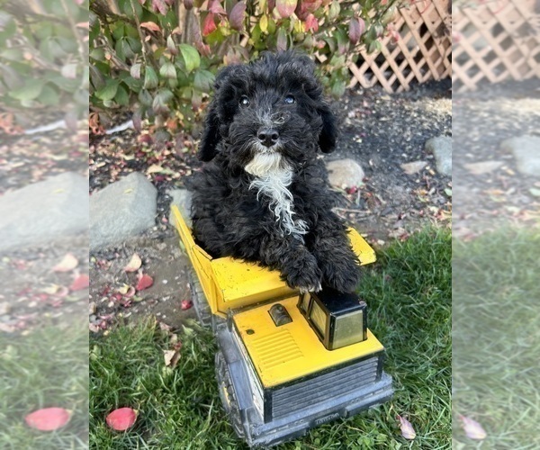 Medium Photo #4 Poodle (Miniature) Puppy For Sale in MIDDLEBURY, IN, USA