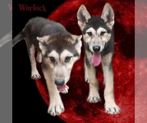 Wolf Hybrid Puppy for sale in JEFFERSON, TX, USA