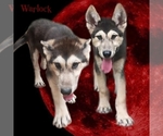 Small Wolf Hybrid