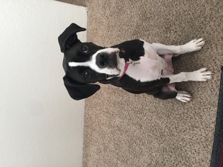 Boxer Puppy for sale in HENDERSON, NV, USA