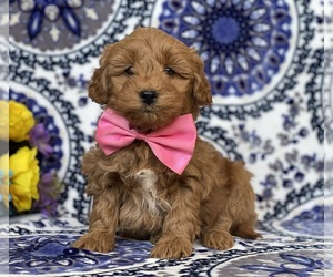 Goldendoodle (Miniature) Puppy for sale in LANCASTER, PA, USA