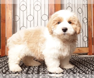 Aussie-Poo Puppy for sale in NAPLES, FL, USA