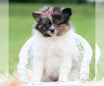 Small #4 Pomeranian