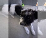 Small #1 Mutt