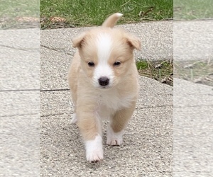 Golden Retriever Puppy for Sale in CHESTERFIELD TOWNSHIP, Michigan USA