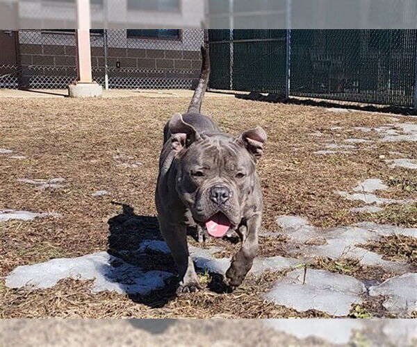 Medium Photo #1 Staffordshire Bull Terrier Puppy For Sale in Springfield, MA, USA