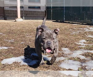 Staffordshire Bull Terrier Dogs for adoption in Springfield, MA, USA