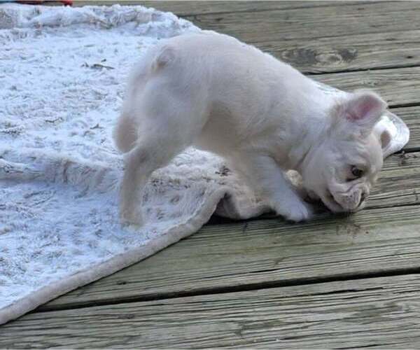 Medium Photo #6 French Bulldog Puppy For Sale in BOSTON, KY, USA