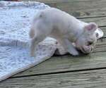 Polar Bear tuck - Male French Bulldog Puppy for Sale - Photo #6