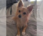 Small #3 Chihuahua Mix
