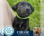 Small #2 American Pit Bull Terrier-Labrador Retriever Mix