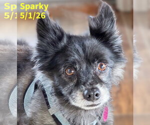 Pomeranian-Unknown Mix Dogs for adoption in Berlin, MD, USA