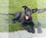 Small #6 Labrador Retriever Mix