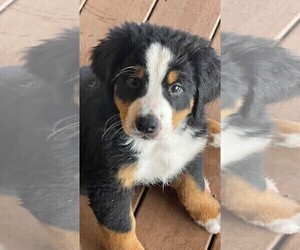 Bernese Mountain Dog Puppy for sale in WORLEY, ID, USA