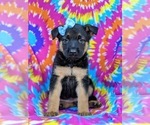 Small Photo #1 German Shepherd Dog Puppy For Sale in ELKTON, MD, USA