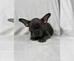 Small #6 French Bulldog