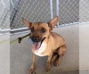 Chihuahua Dogs for adoption in Bakersfield, CA, USA